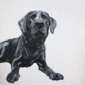  Black Lab by Coral Hutchings