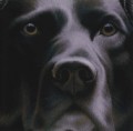 Larger Than Life Black Lab I by Nigel Hemming