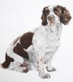 Portraiture Sample of Springer Spaniel by Coral Hutchings