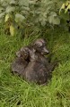 Friendship a Bronze Labrador Sculpture by Rosemary Cook