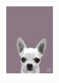 Print of a Chihuahua on purple II by Emily Burrowes