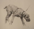Great Dane Study I by Sam Sopwith