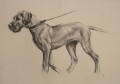 Great Dane Study II by Sam Sopwith