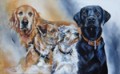 The Family Dogs A Canine Portrait by Paula Vize