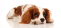 Cavalier King Charles Spaniel Photograph by Chris Pethick Pet Portrait Photographer