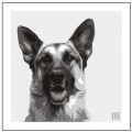 Print of a German Shepherd on Grey by Emily Burrowes