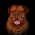 A French Mastiff Photograph by Chris Pethick Pet Portrait Photographer
