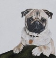  Pug Painting by Coral Hutchings