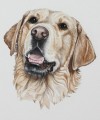 Portraiture Sample of Golden Retriever by Coral Hutchings