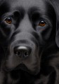 Larger Than Life Black Lab III by Nigel Hemming