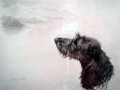 Deerhound Head Study by Maud Earl