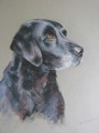 Portraiture Sample of Freddy in Pastel by Tor Hildyard