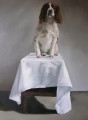 Springer Spaniel Portrait in Oils by Jay Crowther