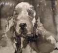   Cocker Spaniel by Ian Mason