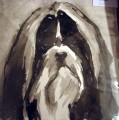   Shih Tzu by Ian Mason