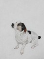 Milo Jack Russell Painting by Coral Hutchings