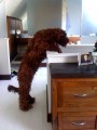   Big Brown Dog a Rope Sculpture by Dominic Gubb