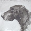   Pointer III German Shorthaired by Ian Mason