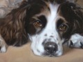   Springer Spaniel Painting by Hazel Morgan