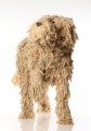   Standing Ropey Dog Sculpture by Dominic Gubb