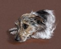 Portraiture Sample of Scampy by Hannah Steedman