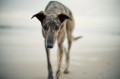 Pet Portrait Photography Sample of a Greyhound by Eloise Leyden