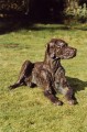 Persephone Lifesized Great Dane Sculpture by Rosemary Cook