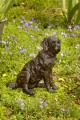Maurice a St Bernard Sculpture by Rosemary Cook