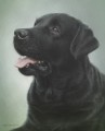 Black Labrador Study by Marc Mitchard