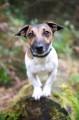 Pet Portrait Photography Sample of a Jack Russell by Eloise Leyden
