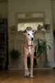 Pet Portrait Photography Sample of a Long Dog by Eloise Leyden