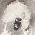   Old English Sheepdog by Ian Mason