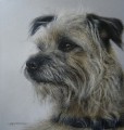   'Distracted' Study of a Border Terrier by Marc Mitchard