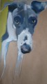 The Whippet an Oil Painting by Sally Muir
