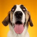 Angel on Yellow Photograph by Chris Pethick Pet Portrait Photographer