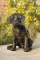 Curiosity a Labrador Pup Sculpture by Rosemary Cook