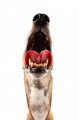 Panting Longdog Photograph by Chris Pethick Pet Portrait Photographer