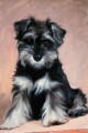 Suki Portrait Sample by Hazel Morgan
