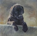 Labrador Puppy by Paul Apps