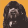 Print of Newfoundland on Yellow by Emily Burrowes