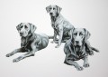 Portraiture Sample of Labradors by Coral Hutchings