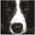 Print of Collie Wobbles by Emily Burrowes