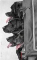  Rear Gunners by Nigel Hemming